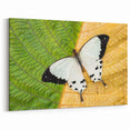 Madagascar Nature Art - Elegant Butterfly on Leaf Print on Canvas