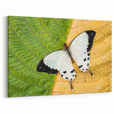 Madagascar Nature Art - Elegant Butterfly on Leaf Print on Canvas