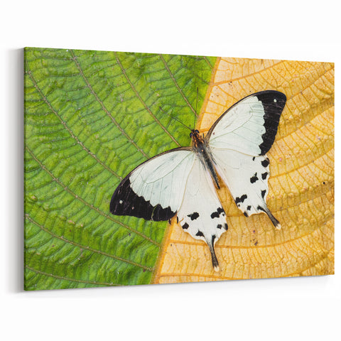 Madagascar Nature Art - Elegant Butterfly on Leaf Print on Canvas
