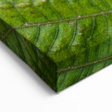 Madagascar Nature Art - Elegant Butterfly on Leaf Print on Canvas