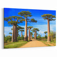 Madagascar Baobab Tree Avenue - Stunning African Landscape Wall Art