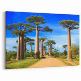 Madagascar Baobab Tree Avenue - Stunning African Landscape Wall Art