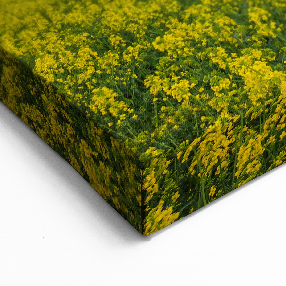 Golden Fields at Dusk - Tranquil Bangladeshi Countryside Wall Art