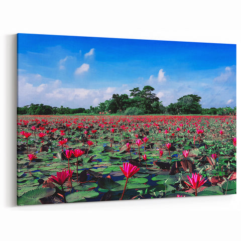 Scenic Bangladesh Water Lilies Field - Vibrant Nature Canvas Wall Art
