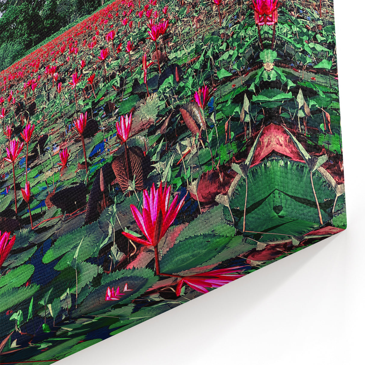 Scenic Bangladesh Water Lilies Field - Vibrant Nature Canvas Wall Art