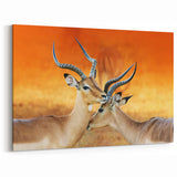 Elegant Namibia Wildlife Art - African Antelope Canvas & Photography Prints