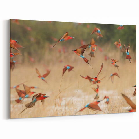 Namibia Art Prints - Vibrant Bee-eaters in Flight Over African Grasslands