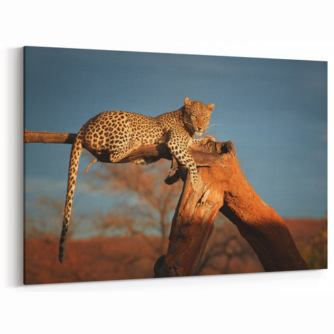Wildlife of Namibia Art - Majestic Leopard Resting on Tree Branch Print