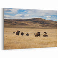 Alberta Bison Landscape Art - Bison Herd on the Prairie Canvas Print
