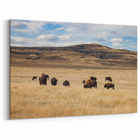 Alberta Bison Landscape Art - Bison Herd on the Prairie Canvas Print