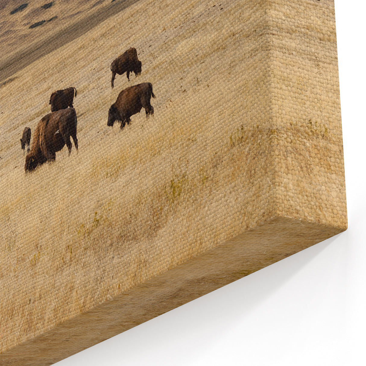 Alberta Bison Landscape Art - Bison Herd on the Prairie Canvas Print