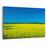Alberta Bright Canola  Art - Landscape Bright Canola Field with Rocky Mountain Backdrop
