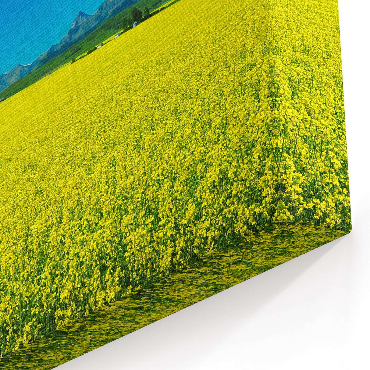 Alberta Bright Canola  Art - Landscape Bright Canola Field with Rocky Mountain Backdrop