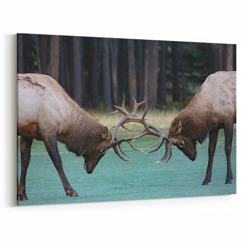 Alberta Wildlife Art - Majestic Elk Sparring in Jasper National Park