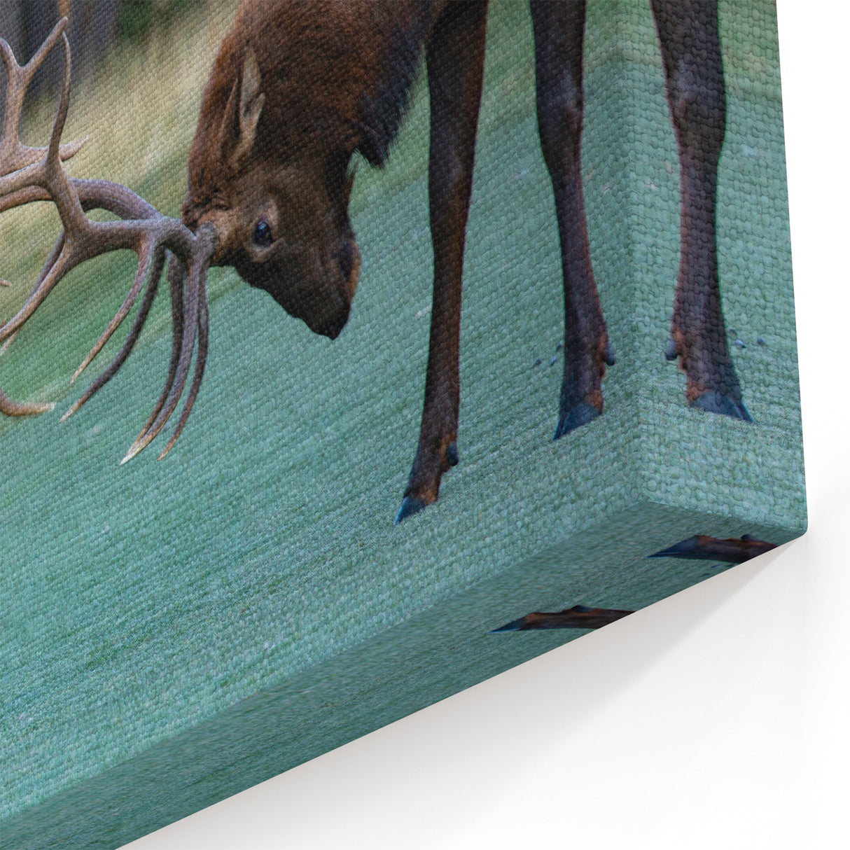 Alberta Wildlife Art - Majestic Elk Sparring in Jasper National Park