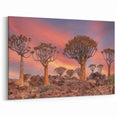 Quiver Trees of Namibia – Sunset Desert Landscape Wall Art Print