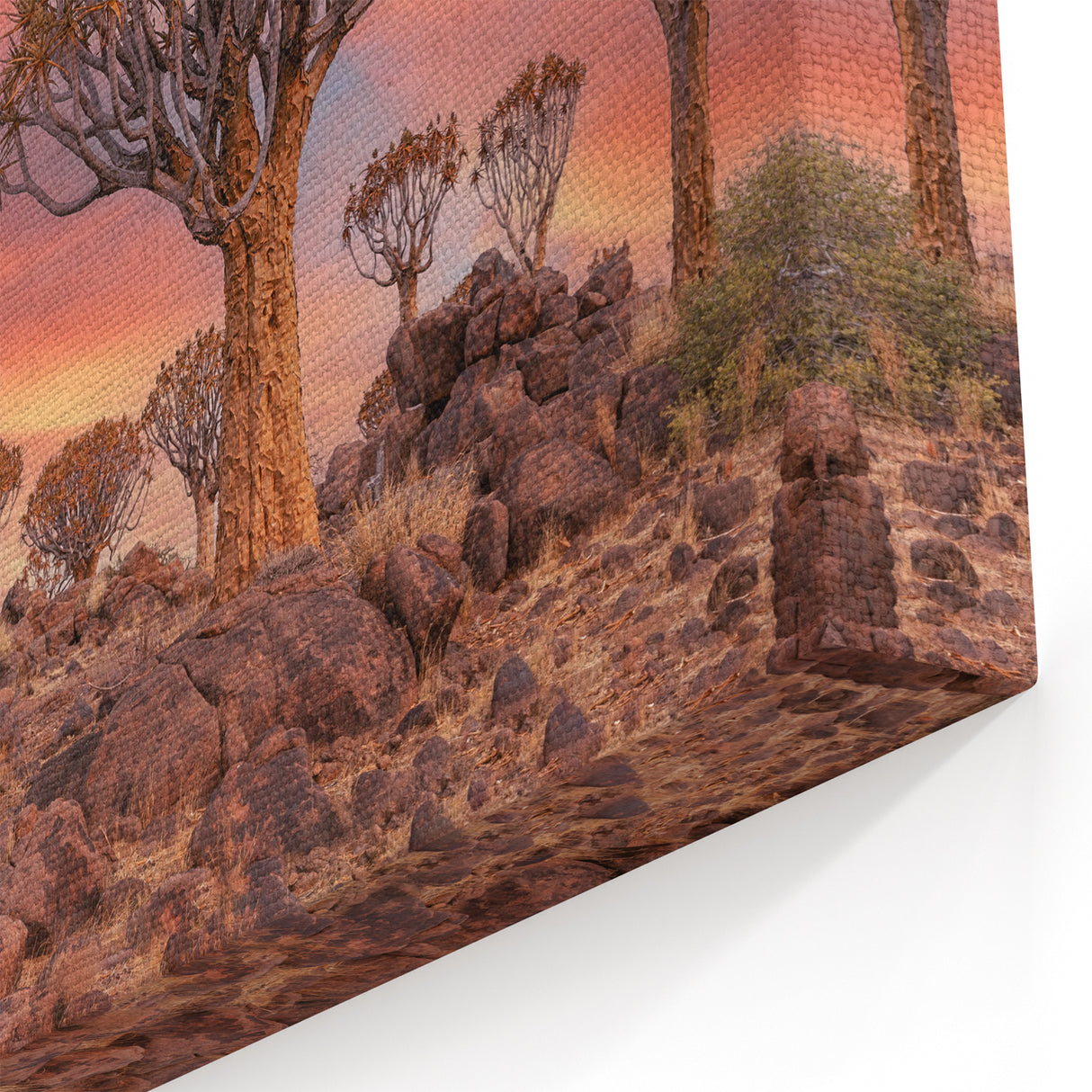 Quiver Trees of Namibia – Sunset Desert Landscape Wall Art Print