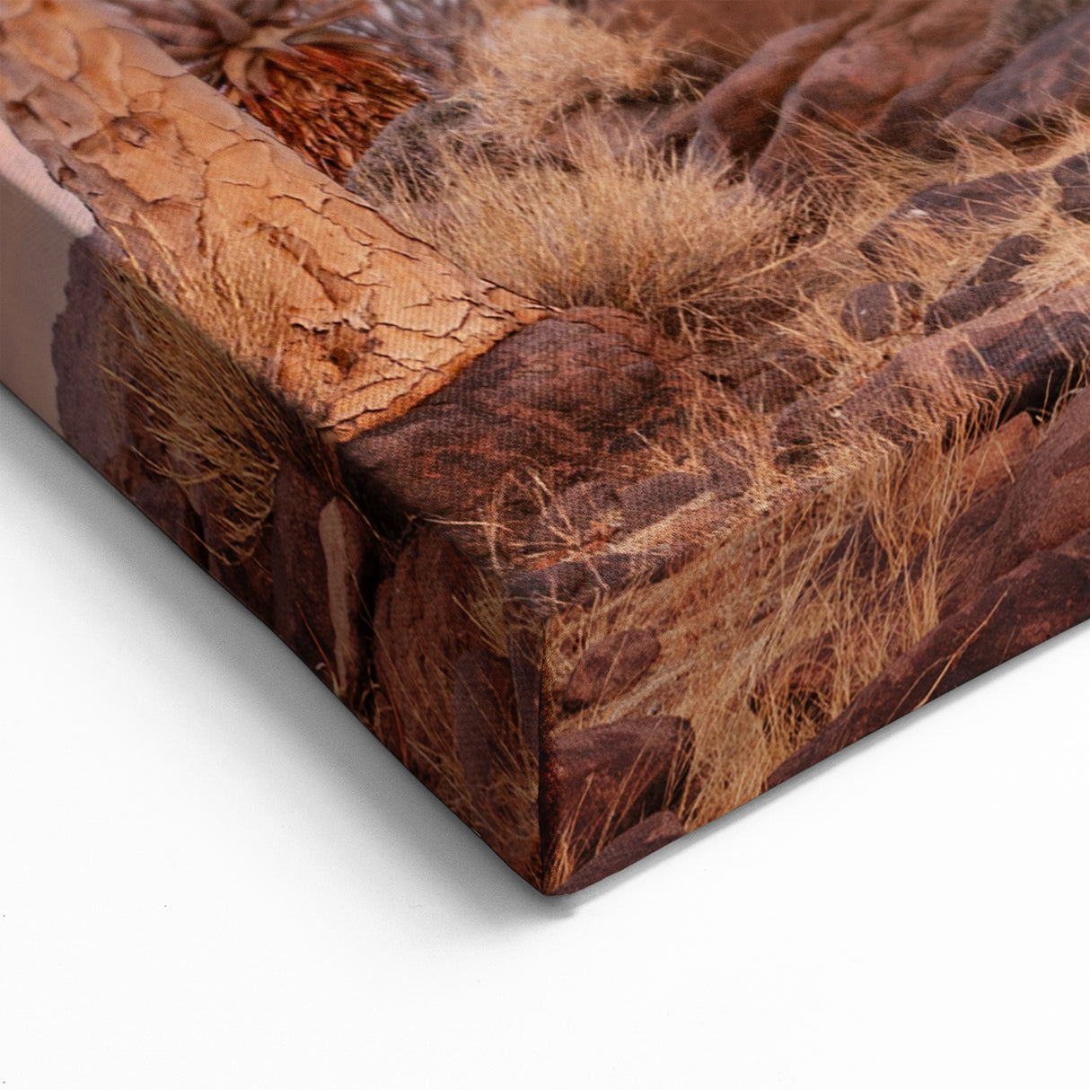 Quiver Trees of Namibia – Sunset Desert Landscape Wall Art Print