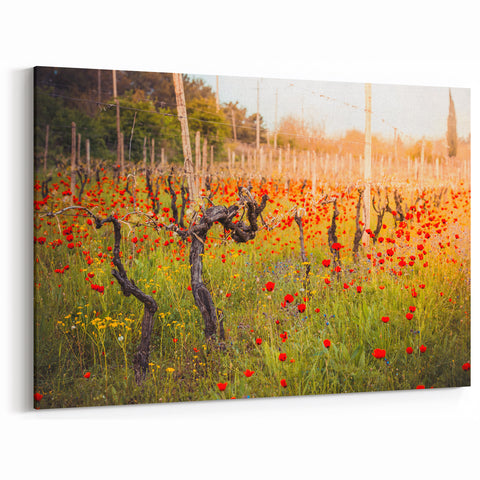 Georgia Landscapes - Vineyard in Bloom Georgia Scenery Canvas Art