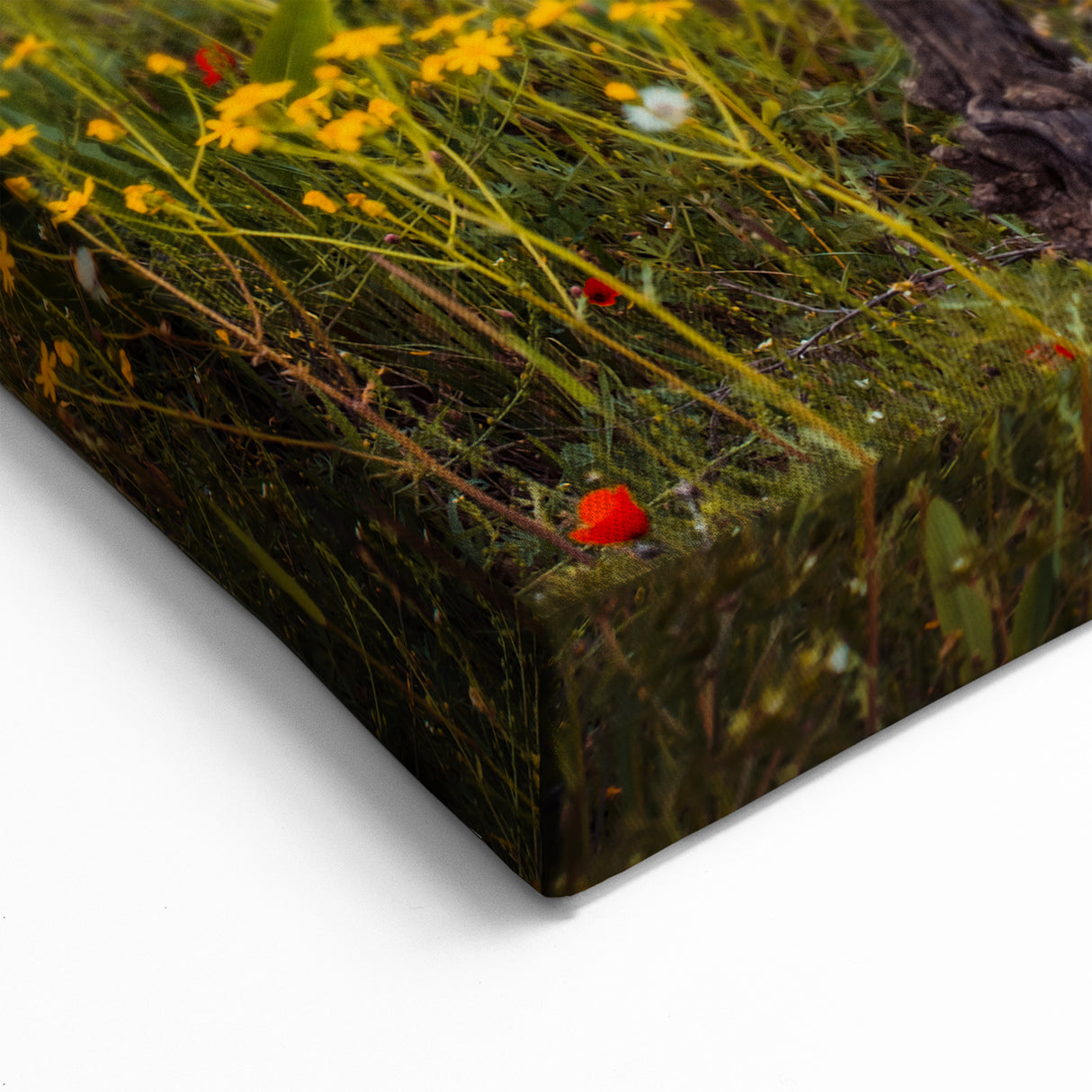 Georgia Landscapes - Vineyard in Bloom Georgia Scenery Canvas Art