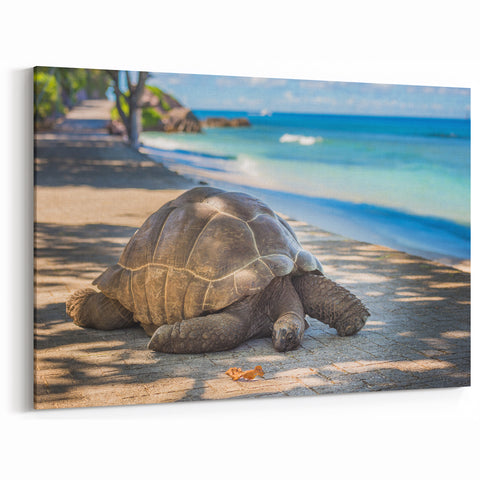 Seychelles Tortoise Wall Art – African Wildlife Beach Photography Print
