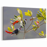 Seychelles Bird Wall Art – Exotic Wildlife Photography Canvas Print