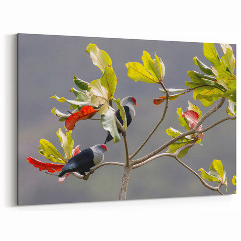 Seychelles Bird Wall Art – Exotic Wildlife Photography Canvas Print