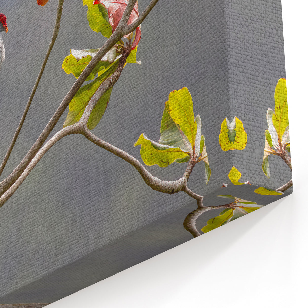 Seychelles Bird Wall Art – Exotic Wildlife Photography Canvas Print