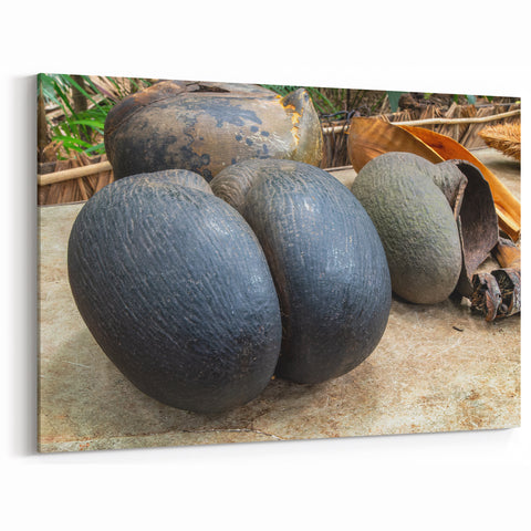 Seychelles Coco de Mer Art – Exotic Nature Photography Wall Print