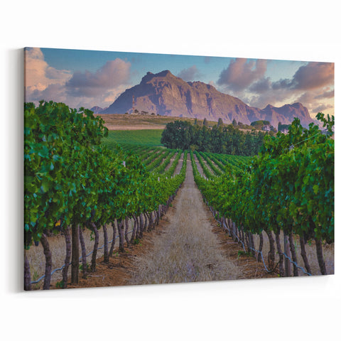 South African Landscape Prints - Vineyard with Mountain Backdrop