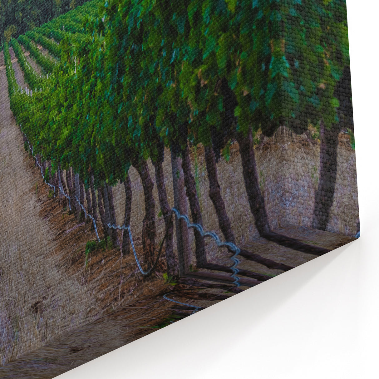 South African Landscape Prints - Vineyard with Mountain Backdrop