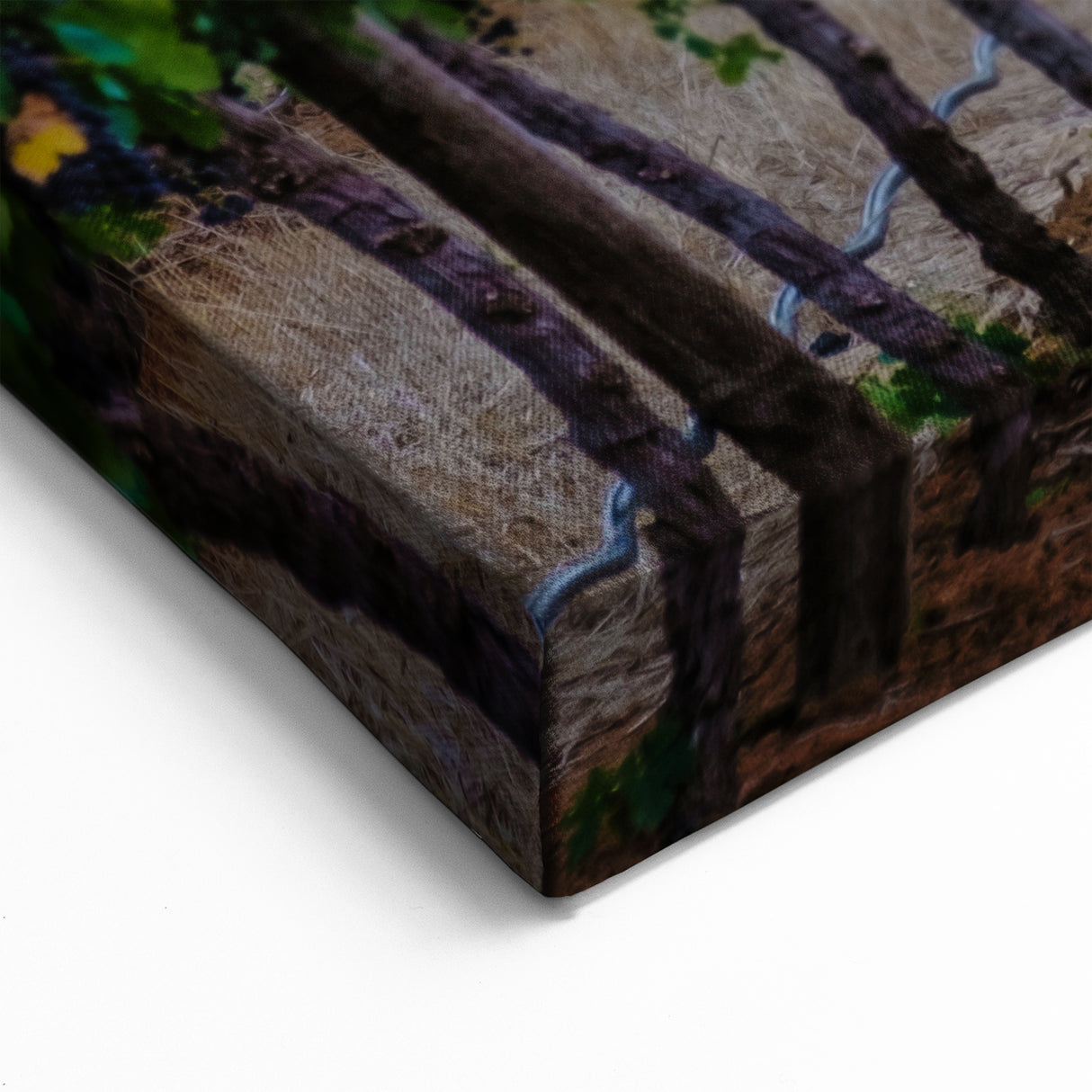 South African Landscape Prints - Vineyard with Mountain Backdrop