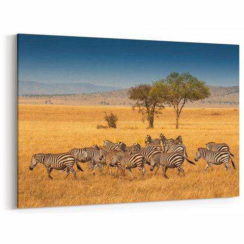 Serengeti Zebras Wall Art - African Wildlife in Golden Plains Canvas Print
