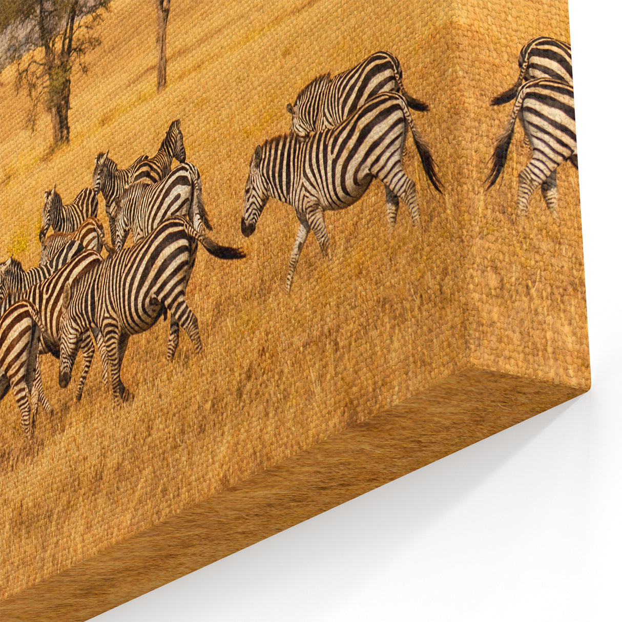 Serengeti Zebras Wall Art - African Wildlife in Golden Plains Canvas Print