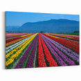 Colorful Tulip Field Art – British Columbia’s Vibrant Spring Landscape