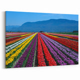 Colorful Tulip Field Art – British Columbia’s Vibrant Spring Landscape