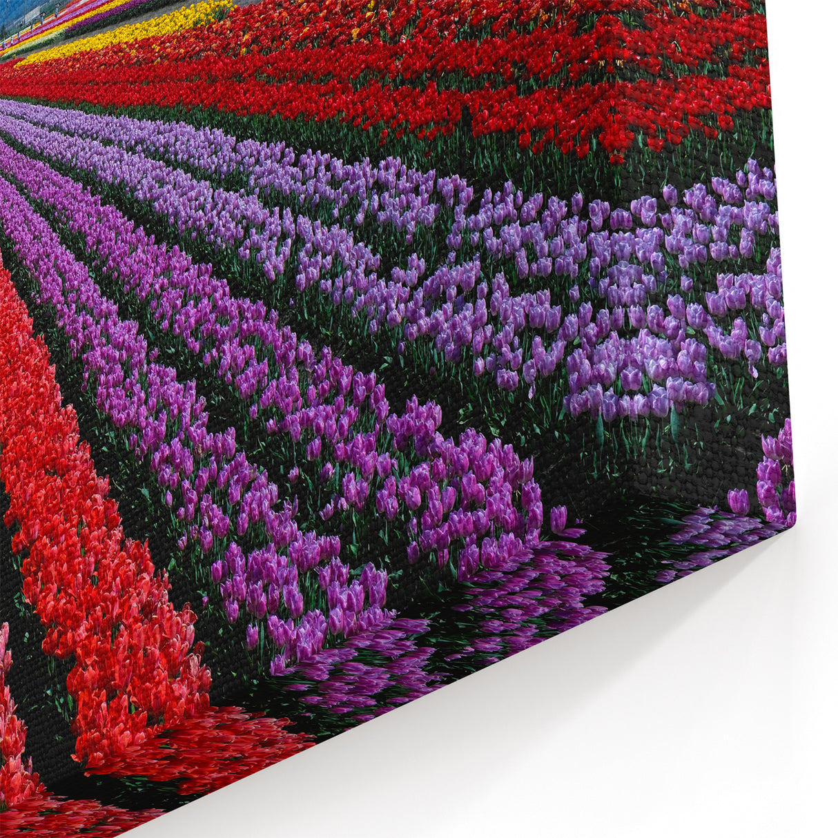 Colorful Tulip Field Art – British Columbia’s Vibrant Spring Landscape