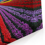 Colorful Tulip Field Art – British Columbia’s Vibrant Spring Landscape