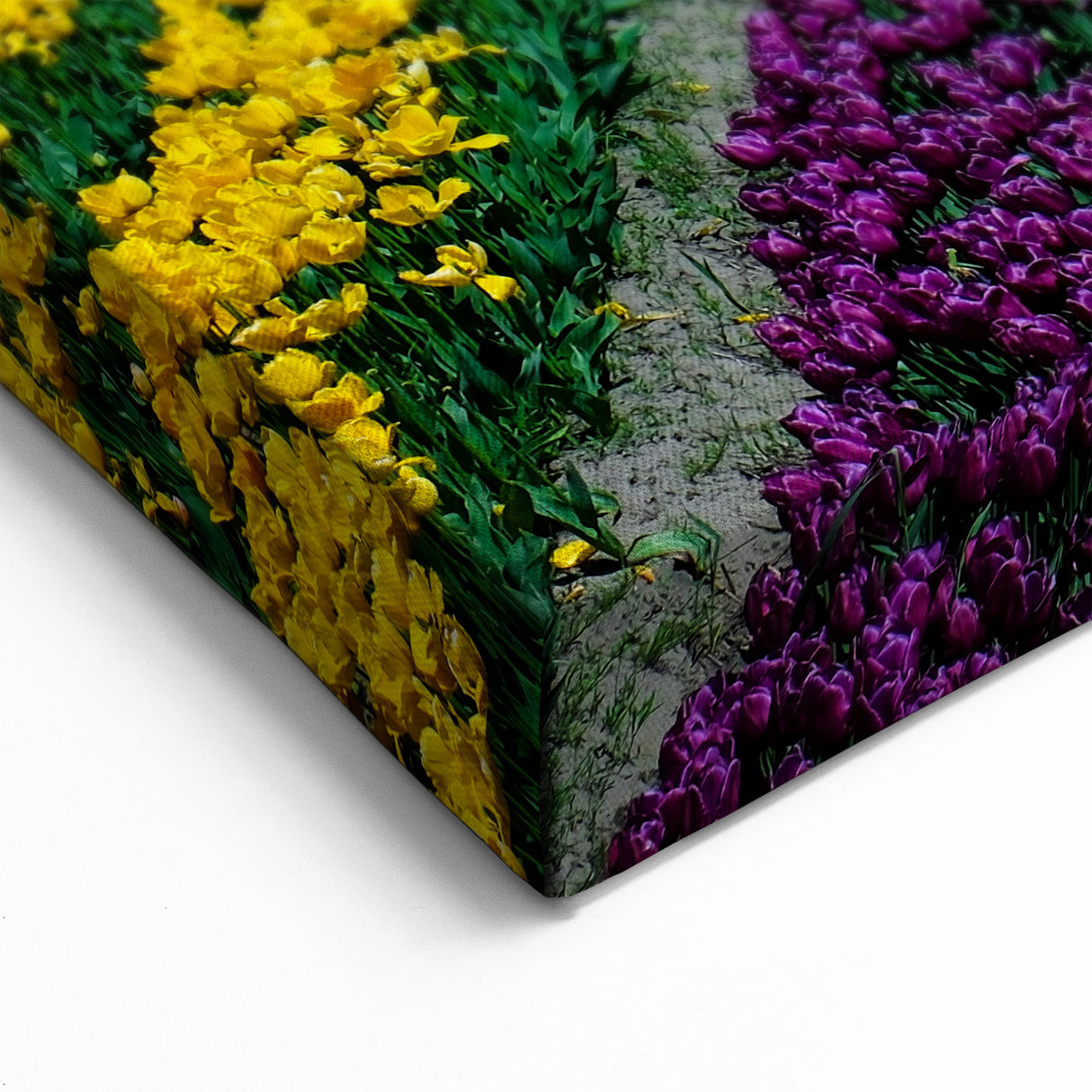 Colorful Tulip Field Art – British Columbia’s Vibrant Spring Landscape