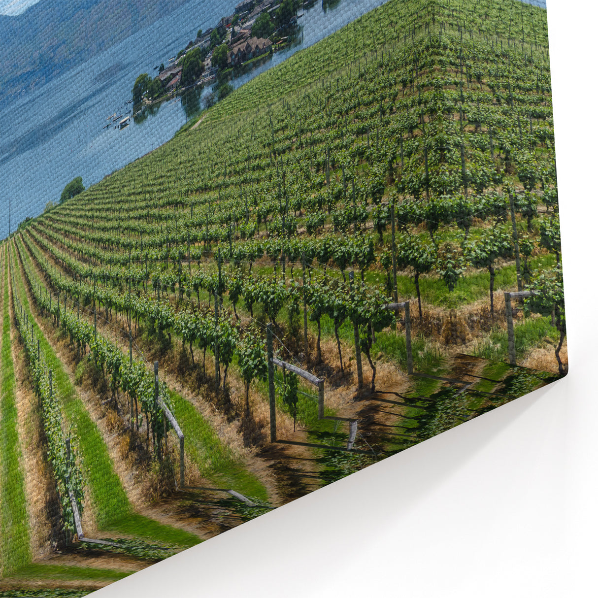Vineyard by the Lake – British Columbia Vineyard Wall Art