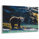 Wildlife Bear Photography – British Columbia’s Majestic Coastal Wilderness