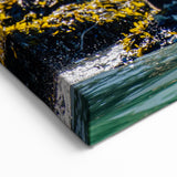 Wildlife Bear Photography – British Columbia’s Majestic Coastal Wilderness