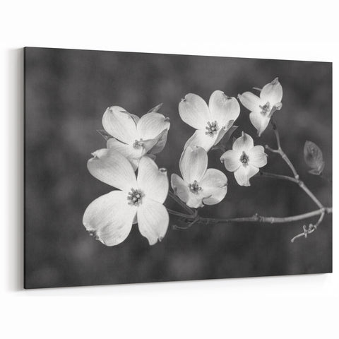 Black and White Botanical Dogwood Wall Art - Nature-Inspired Canvas Print