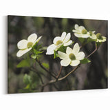 Nature-Inspired Dogwood Blossom Wall Art – Elegant Floral Canvas Print