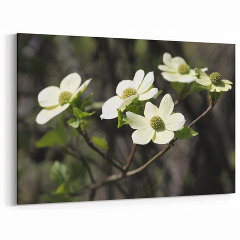 Nature-Inspired Dogwood Blossom Wall Art – Elegant Floral Canvas Print