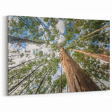 Botanical Eucalyptus Canvas Art – Modern Nature-Inspired Eucalyptus Prints