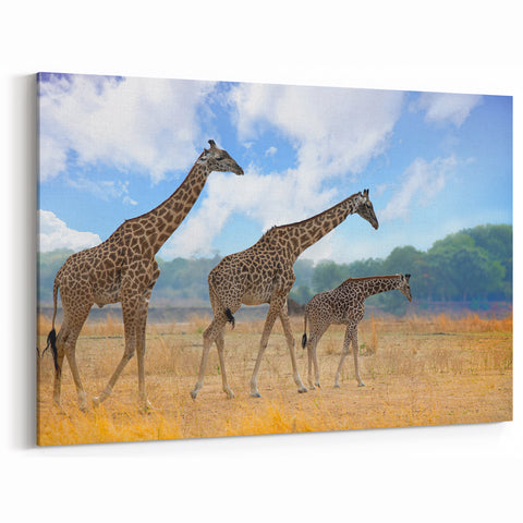 Zambia Landscape Art - Elegant Giraffes in African Wilderness Canvas Print