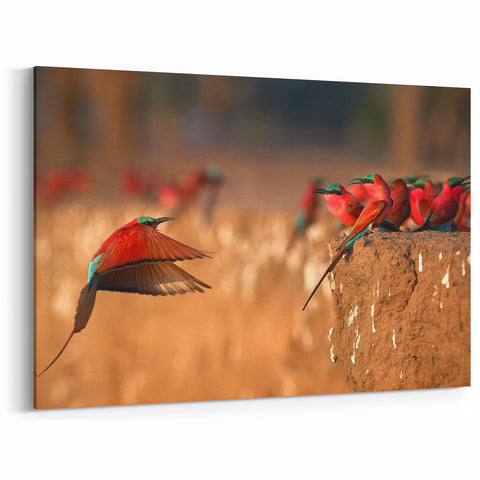 Zambia Art Prints - Colorful Bee-Eaters in Flight African Wildlife Art