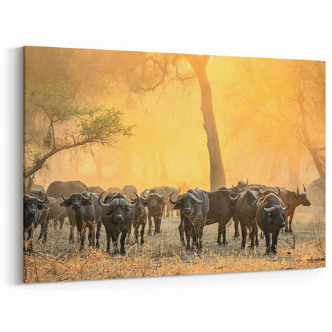 Zambia Wildlife Art - Majestic Buffalo Herd in African Wilderness Canvas Print