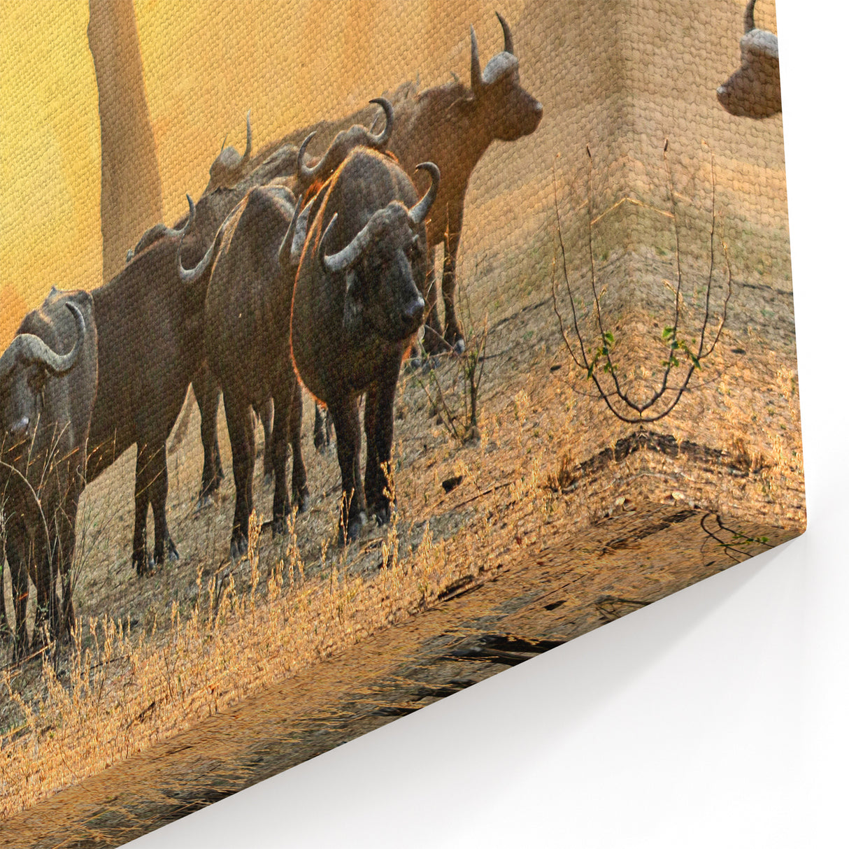 Zambia Wildlife Art - Majestic Buffalo Herd in African Wilderness Canvas Print